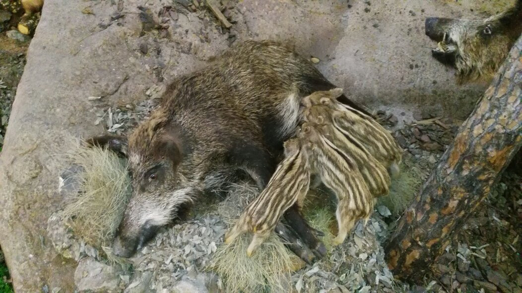 Centro Andaluz de la Fauna Salvaje景点图片