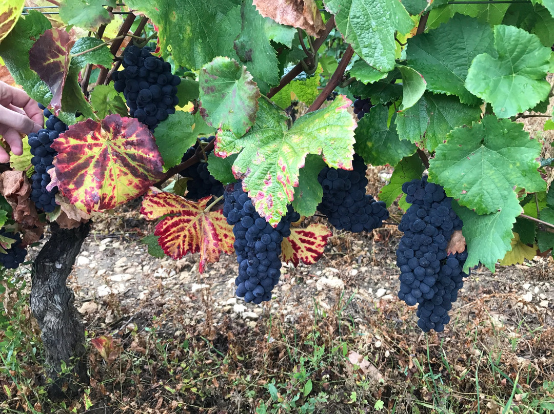 Alexander Vineyards-弗雷德里克斯堡必去景点