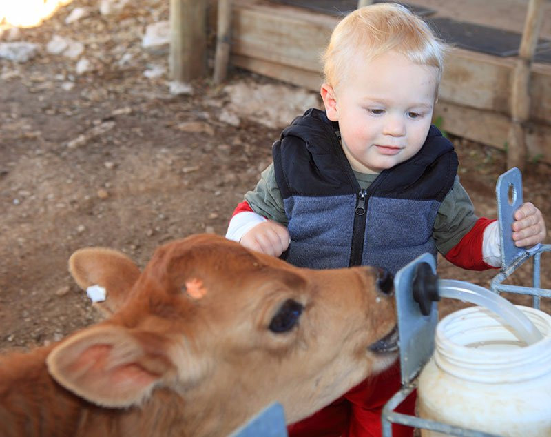 Latana Cheese-奥兹洪必去景点