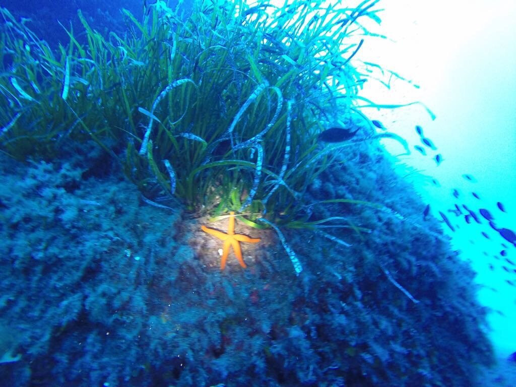 Ventotene Diving Academy景点图片