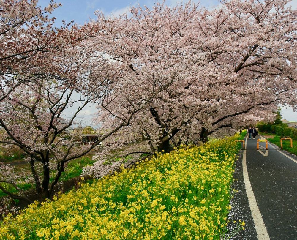 Sakuratsutsumi Park-吉见町必去景点