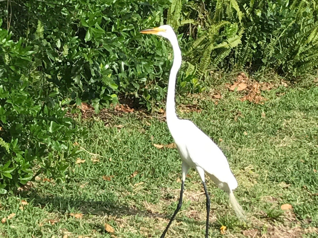Riverside/Avondale Historic District-杰克逊维尔必去景点
