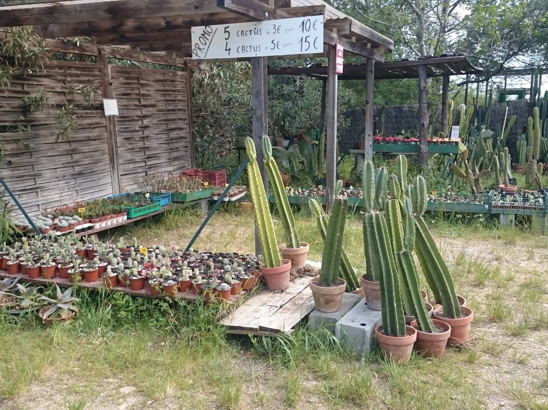 Cactus Park景点图片