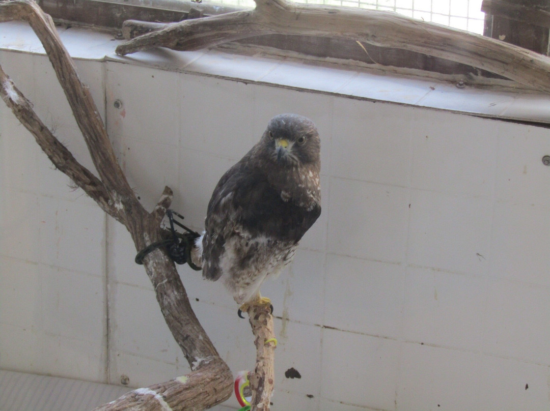 TreeHouse Wildlife Center-Dow必去景点