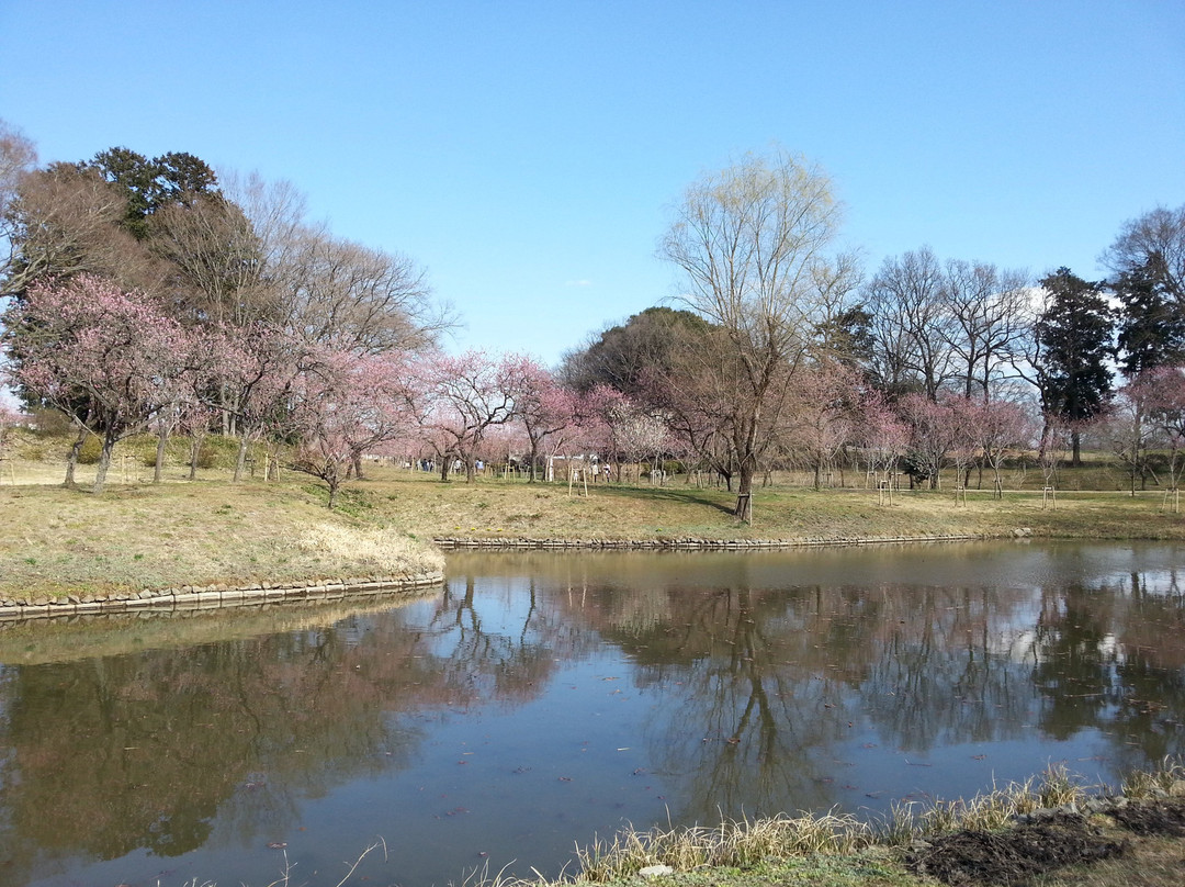 Koga Peach Matsuri-古河市必去景点