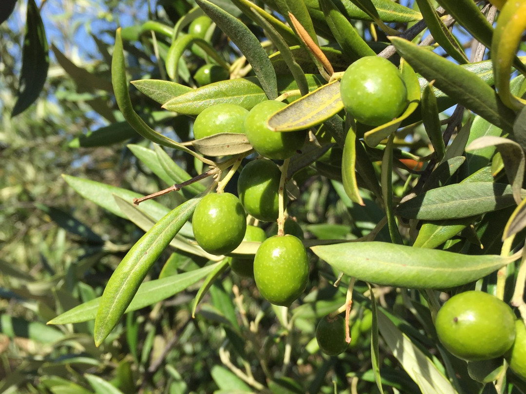 Freshfield Grove-Campania必去景点