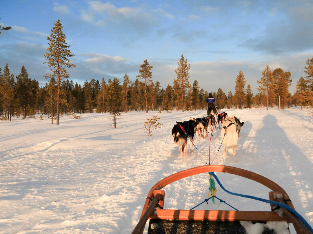 Jytky Hysky Sled Dog Camp-伊纳里必去景点