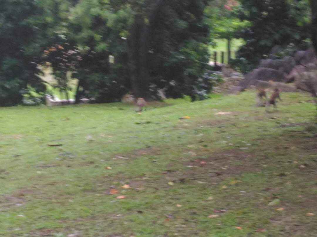 Mini Zoo Taman Teruntum景点图片