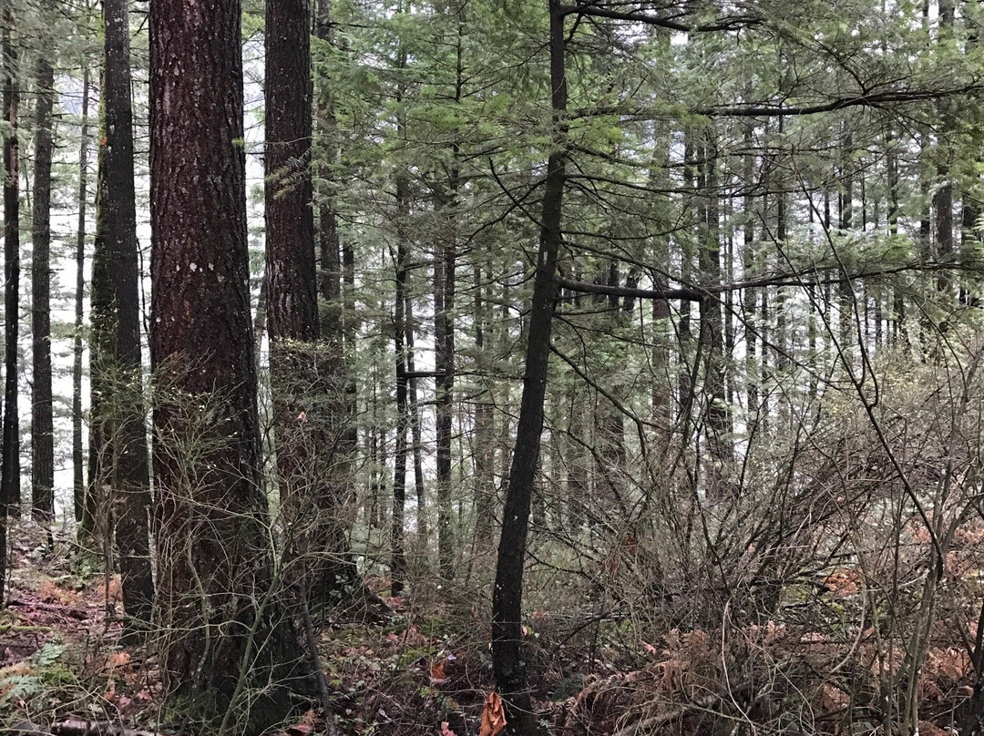 Teapot Hill Trail-Cultus Lake必去景点