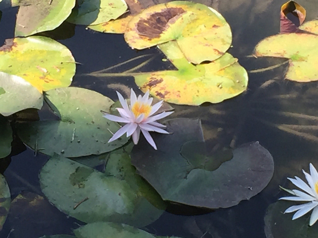 Shohinken-八代市必去景点