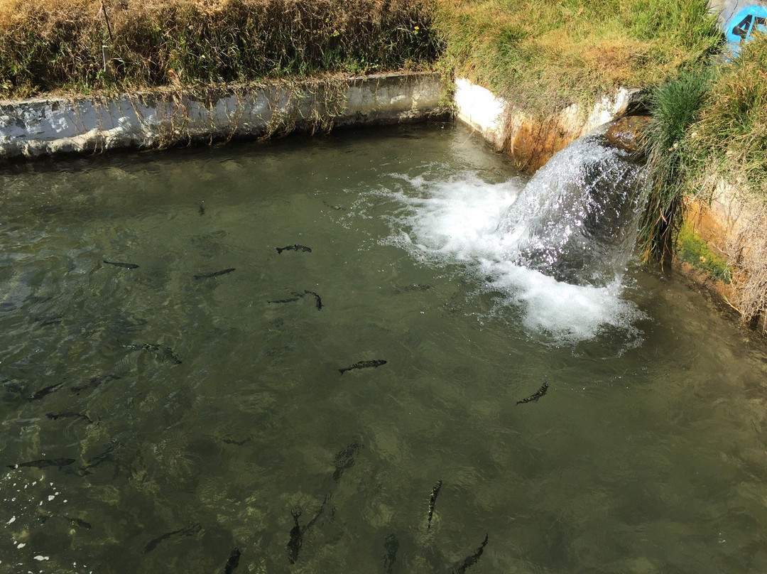 Ingenio Criadero de Truchas-万卡约必去景点