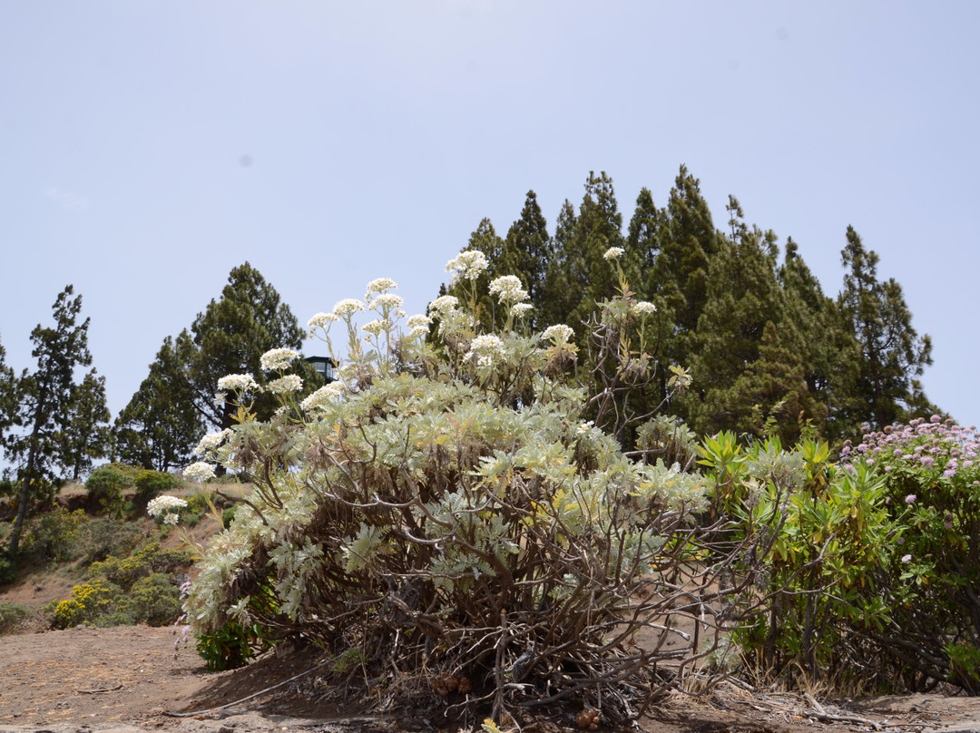 Mirador de Pinos de Galdar景点图片