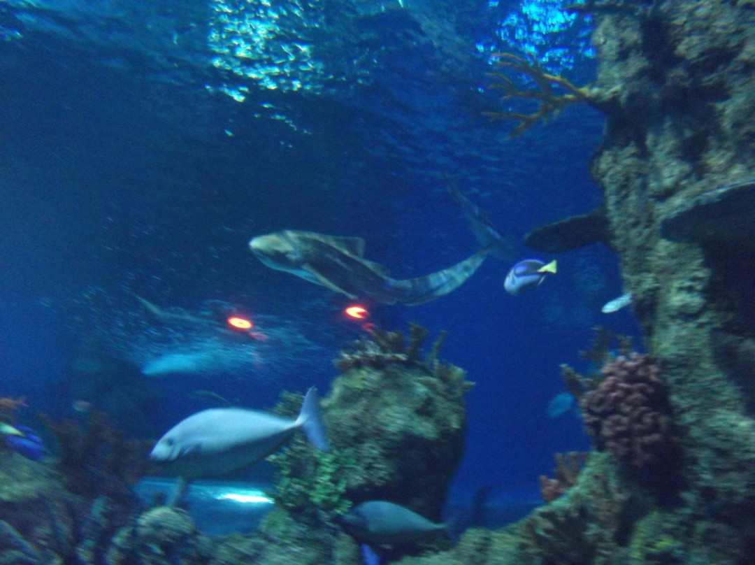 Bugibba Water Park-Bugibba必去景点