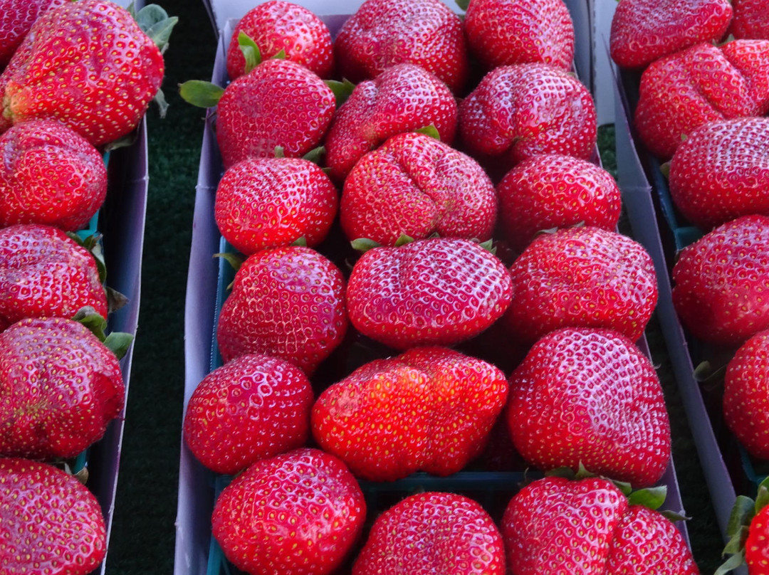 Del Mar Farmers Market/Artisan Open Air Market-德尔马必去景点