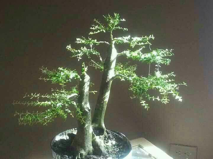 Central Texas Bonsai Exhibit at Jade Gardens-Wimberley必去景点