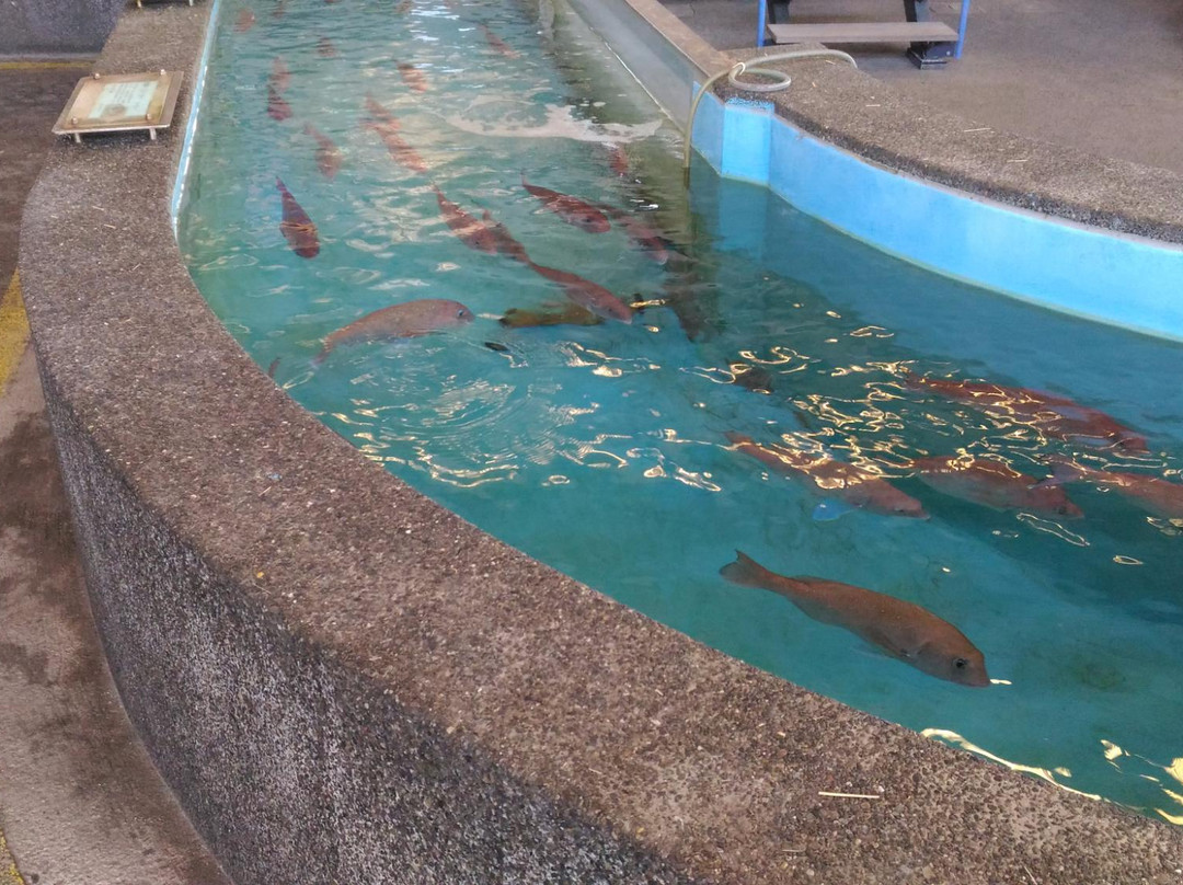 Michi-no-Eki Ushibuka Kaisaikan-天草市必去景点