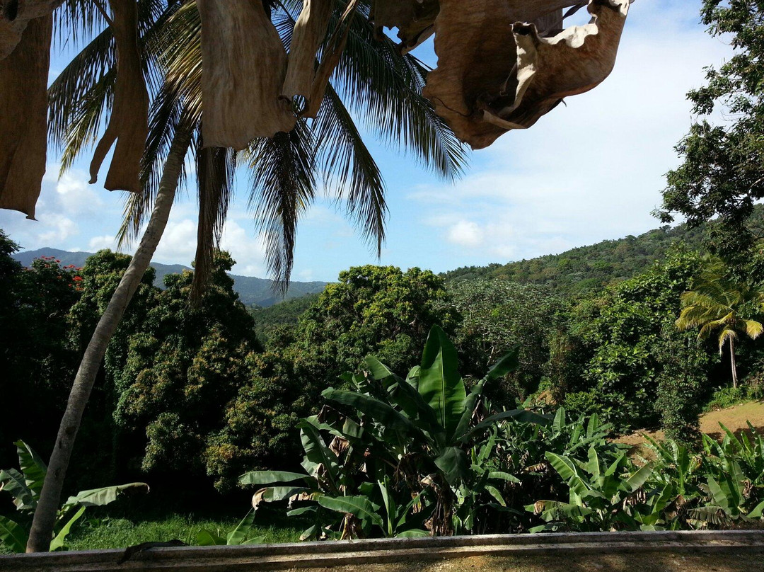 The Mine Trail (La Mina)-云盖国家森林公园必去景点