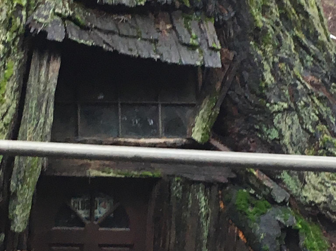 World Famous Tree House景点图片