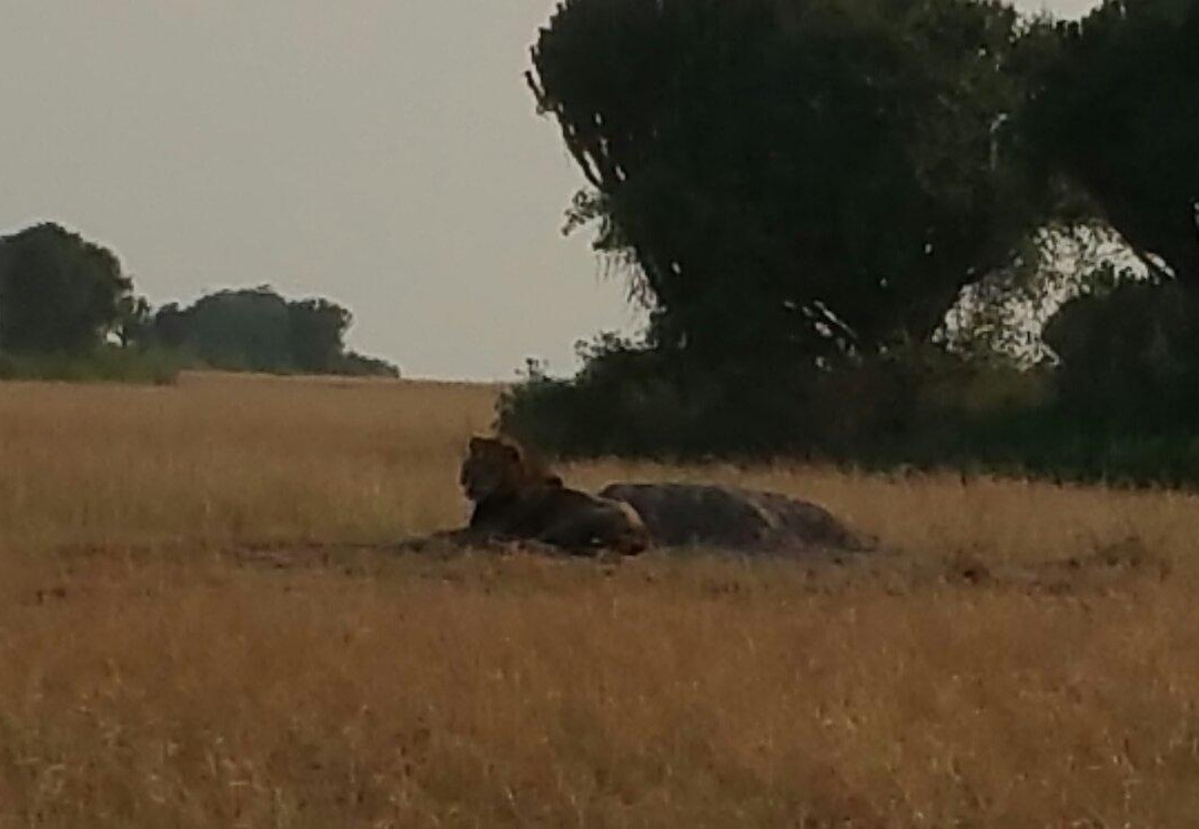 Uganda Balloon Safari-伊丽莎白女王国家公园必去景点