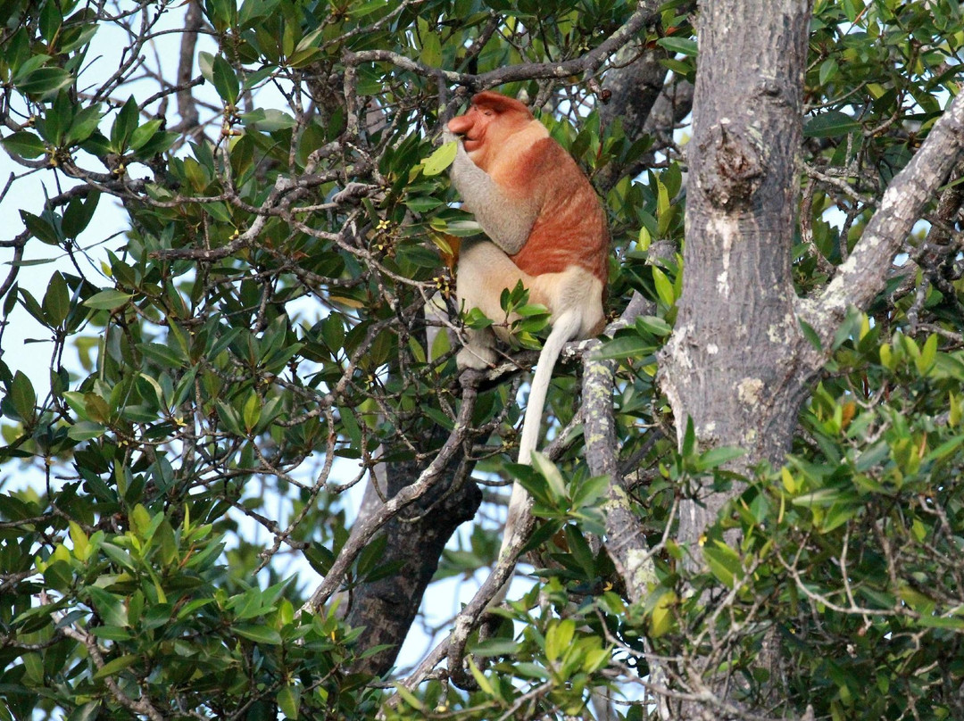Sunshine Borneo Tours景点图片