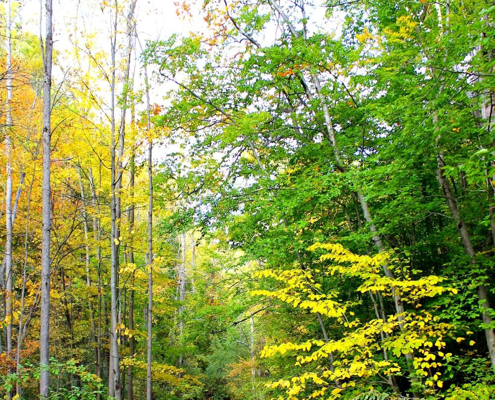 Royalton Ravine Park-Gasport必去景点