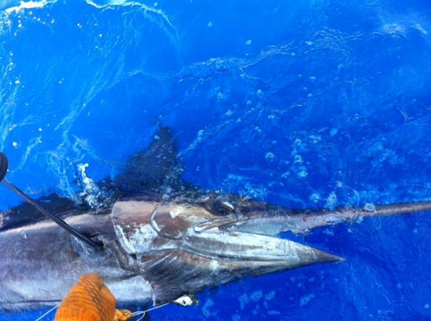 Bill Wraps Fishing Charters Puerto Rico-法哈多必去景点