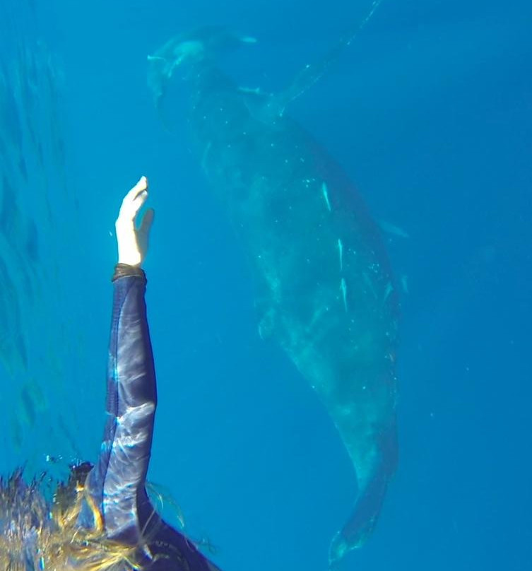 Ha'apai Whale and Sail Ltd-Uoleva Island必去景点