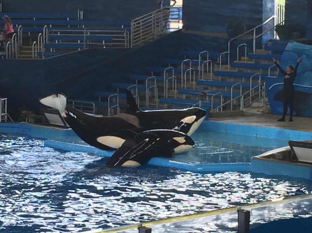 圣安东尼奥海洋世界-圣安东尼奥市必去景点