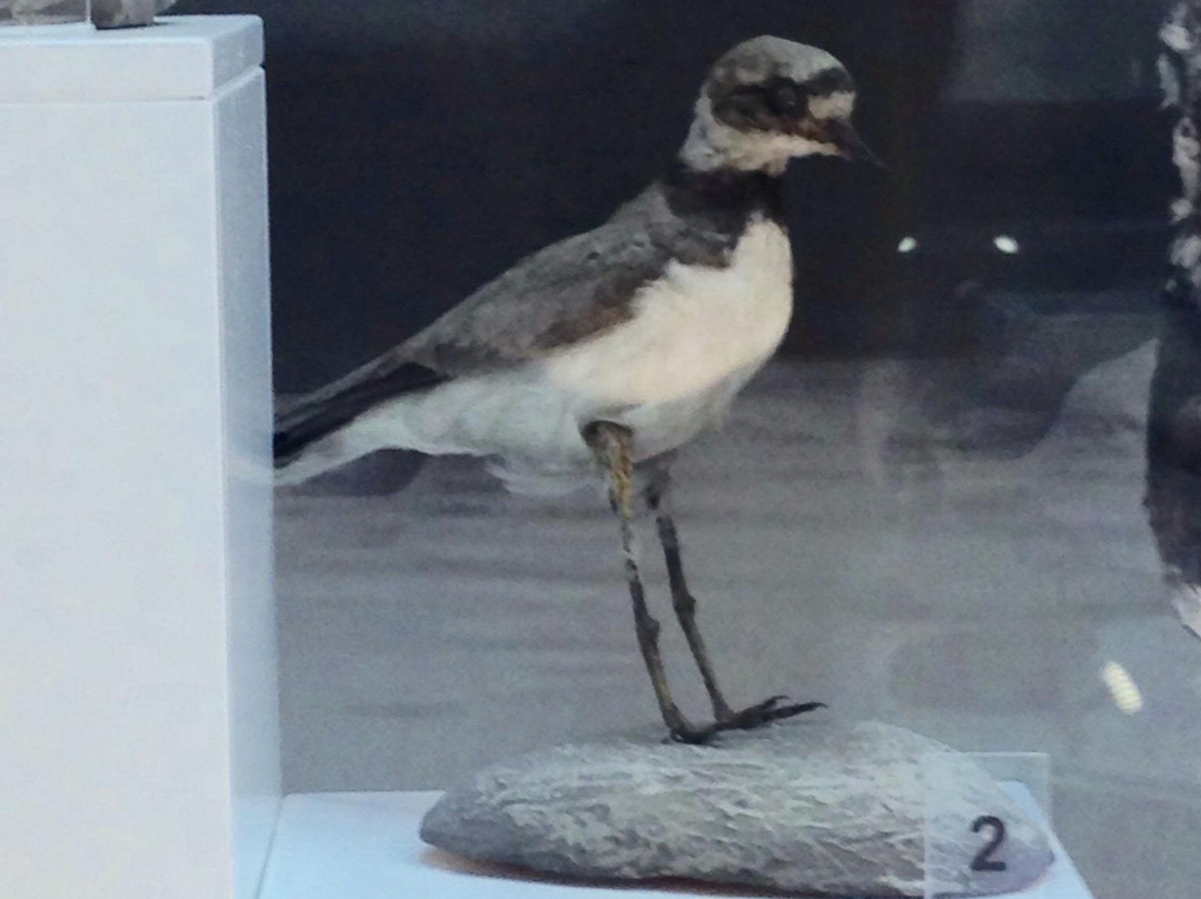 Nature Museum of Novosibirsk State Museum of Local Lore-新西伯利亚必去景点