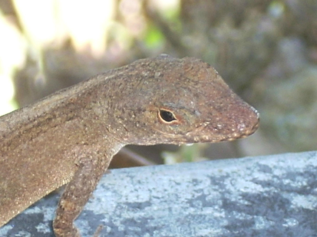 Ingraham Park-科勒尔盖布尔斯必去景点