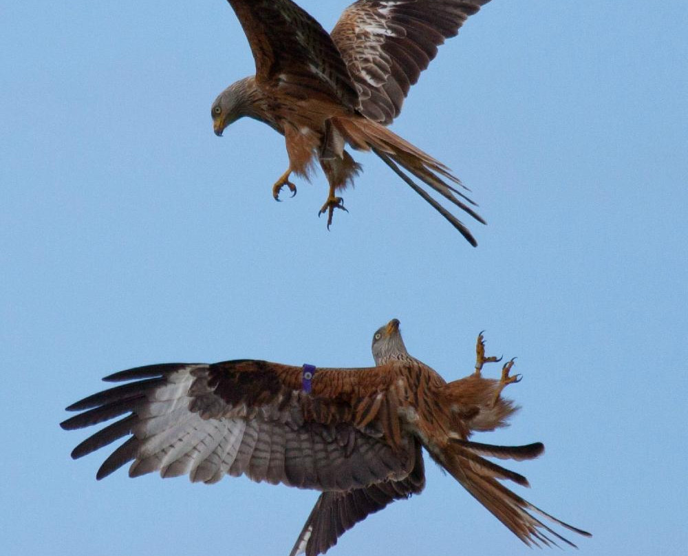 Galloway Red Kite Trail景点图片