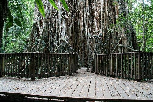 Cathedral Fig Tree-Yungaburra必去景点