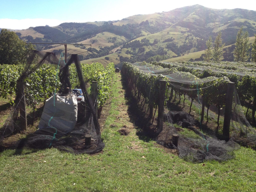 Takamatua Valley Vineyard-阿卡罗阿必去景点