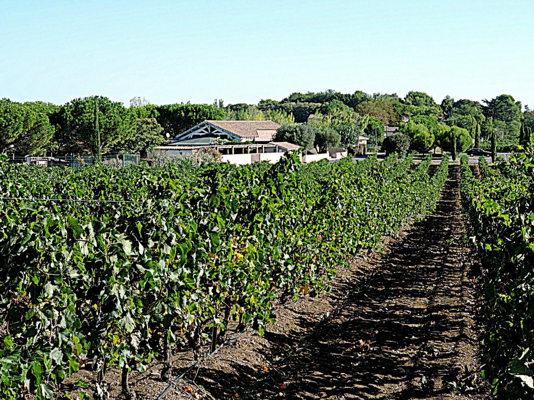 Domaine Montrose景点图片