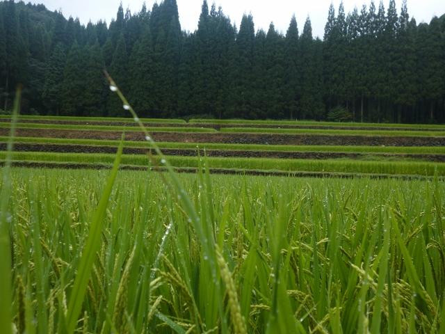 Rice Terrace at Koda景点图片
