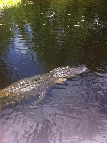 Mequet Swamp Tours-布里奥克斯桥必去景点