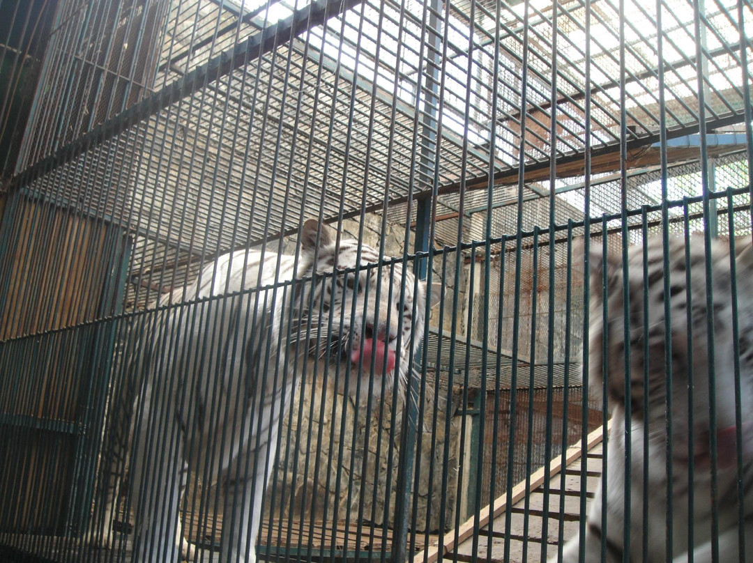 El Club de los Animalitos景点图片
