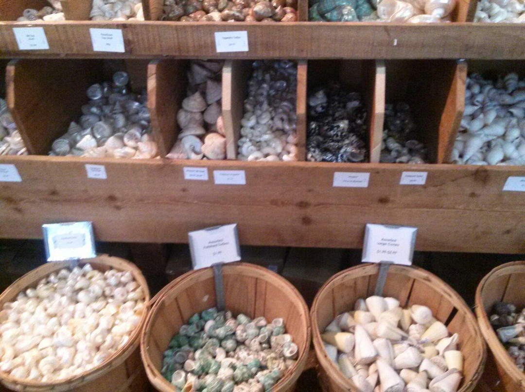 Shell World Florida Keys-拉哥岛必去景点