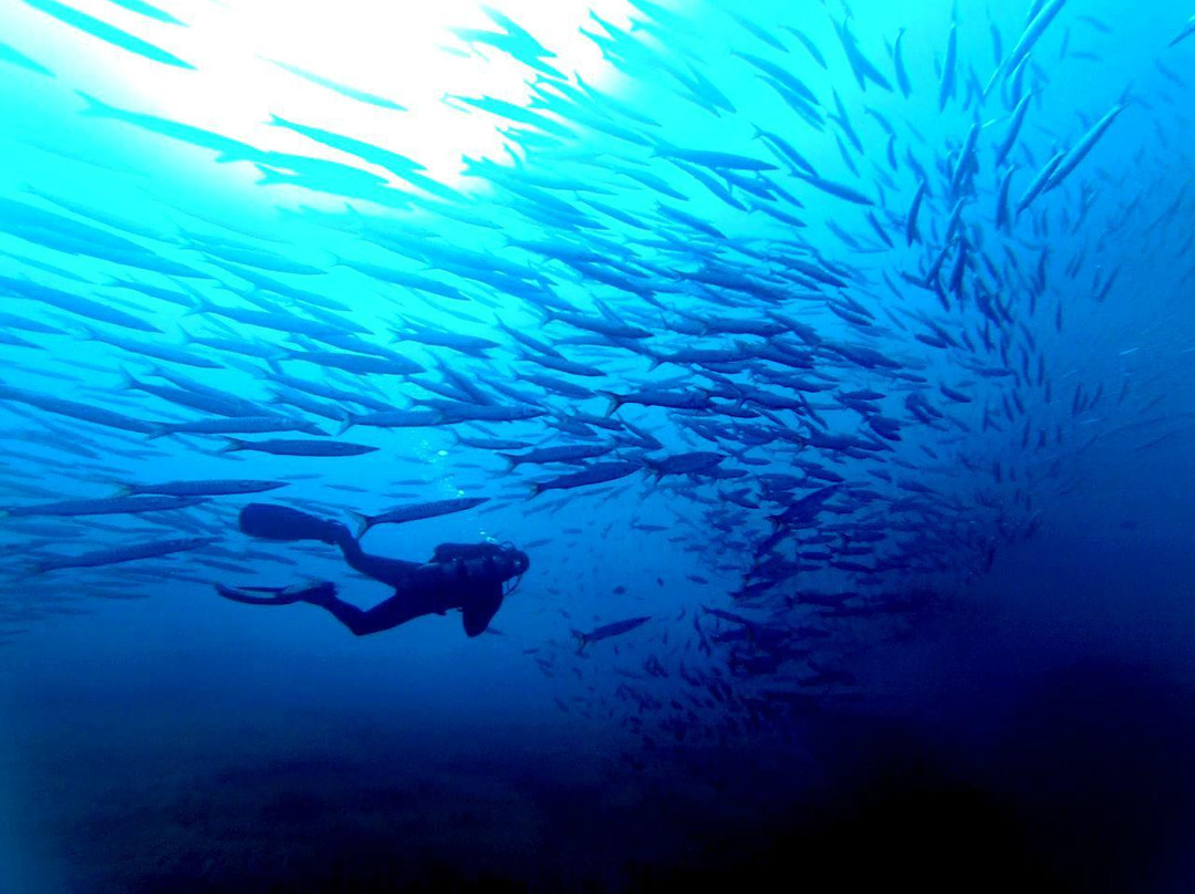 Diving dragonera-Port d'Andratx必去景点