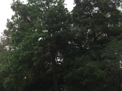 Coyote Creek Parkway Path-圣何塞必去景点