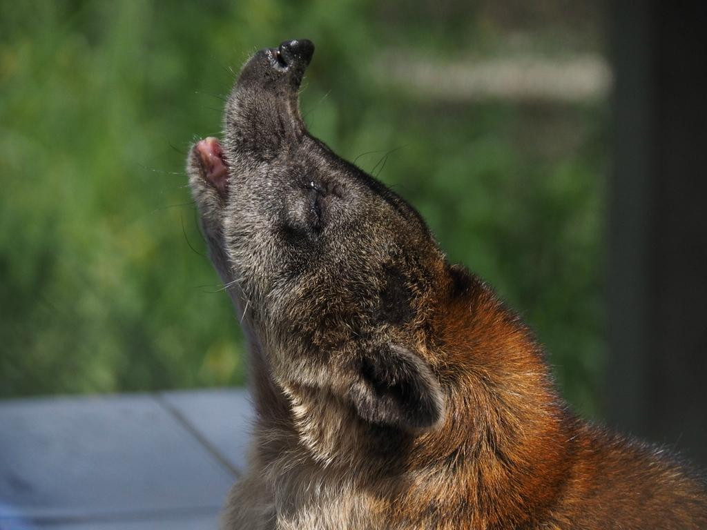 Zoorefugio Tarqui-Puyo必去景点