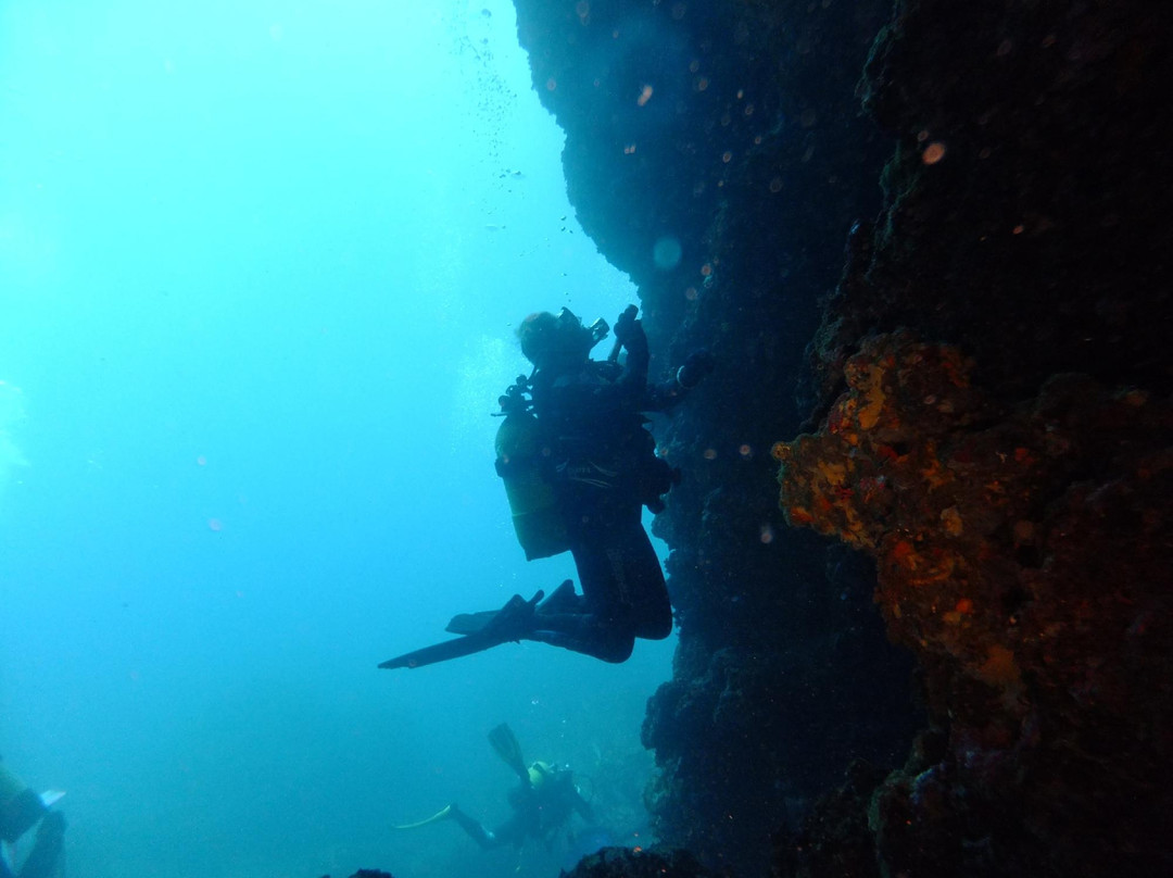 Octopus Scuba School景点图片