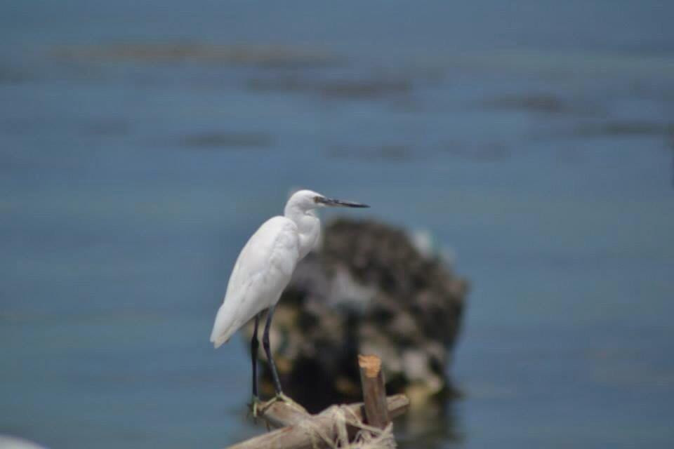 Neduntheevu-贾夫纳必去景点