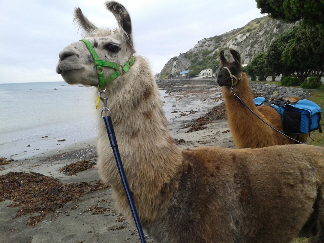 Kaikoura Llama Trekking-Kaikoura必去景点