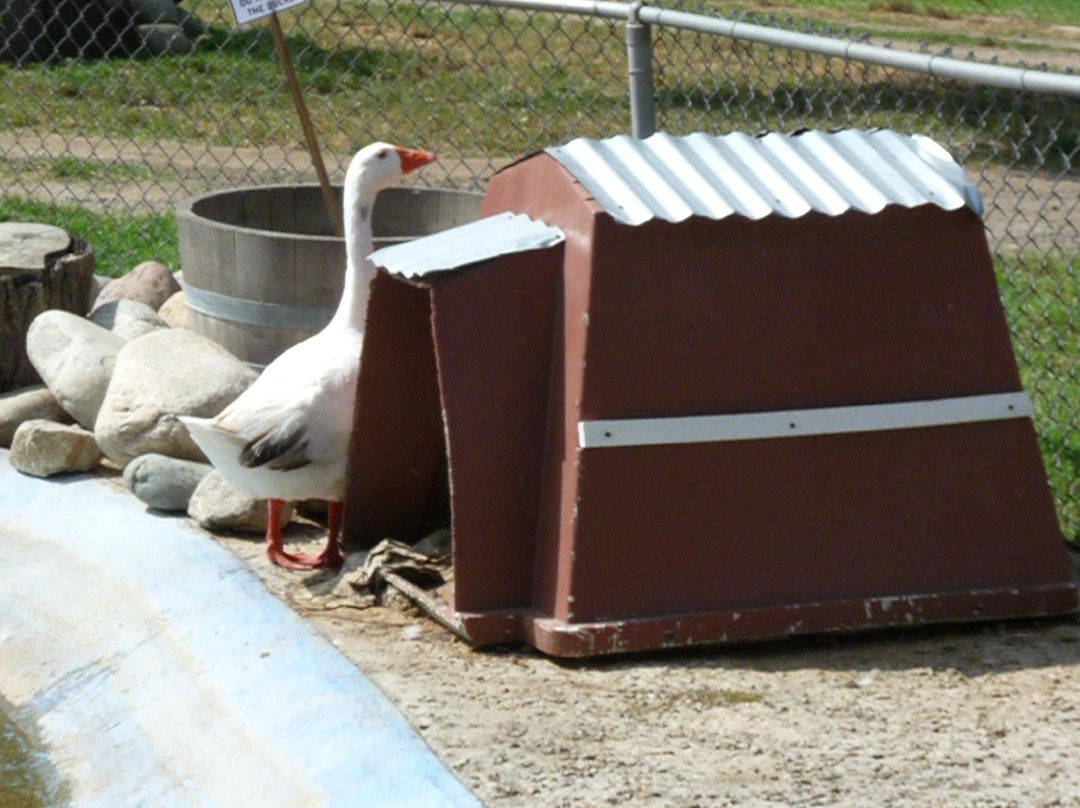Montebello Barnyard Zoo-蒙特贝洛必去景点