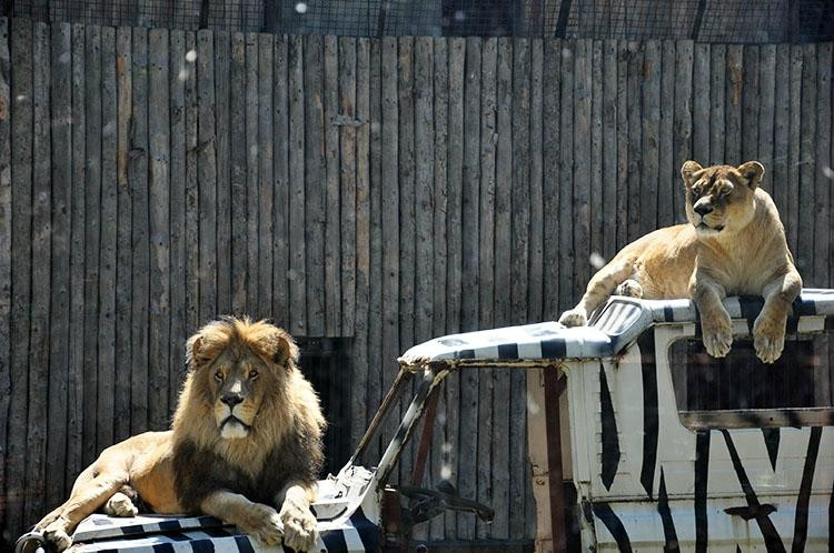 Bucharest Zoo景点图片