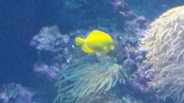 青岛海豚表演馆-青岛市必去景点