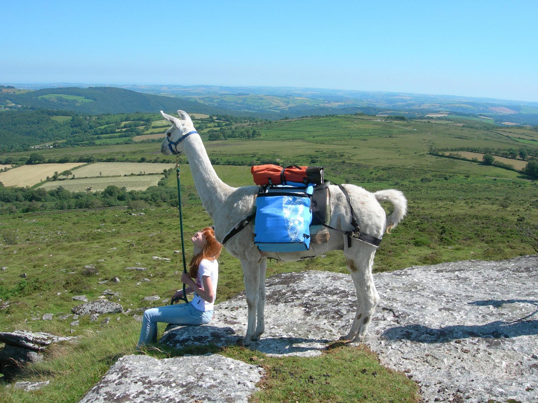 Dartmoor Llama Walks景点图片