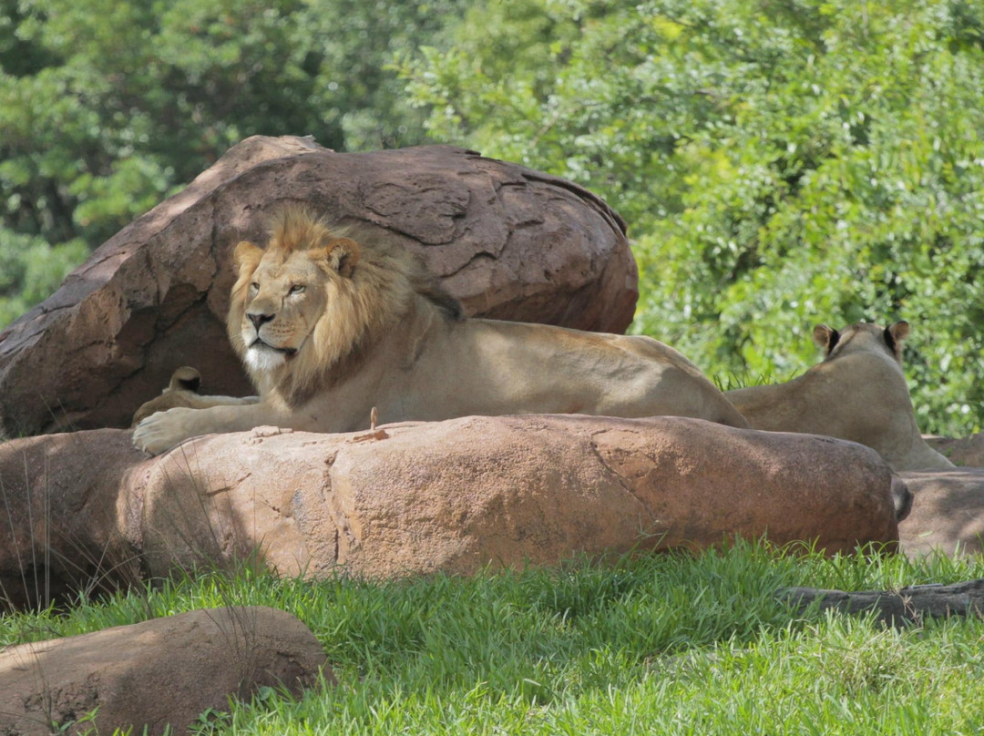 非洲野外探险-奥兰多必去景点