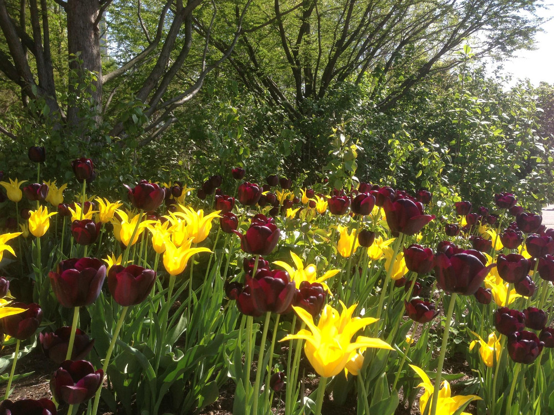 多伦多港湾-多伦多必去景点